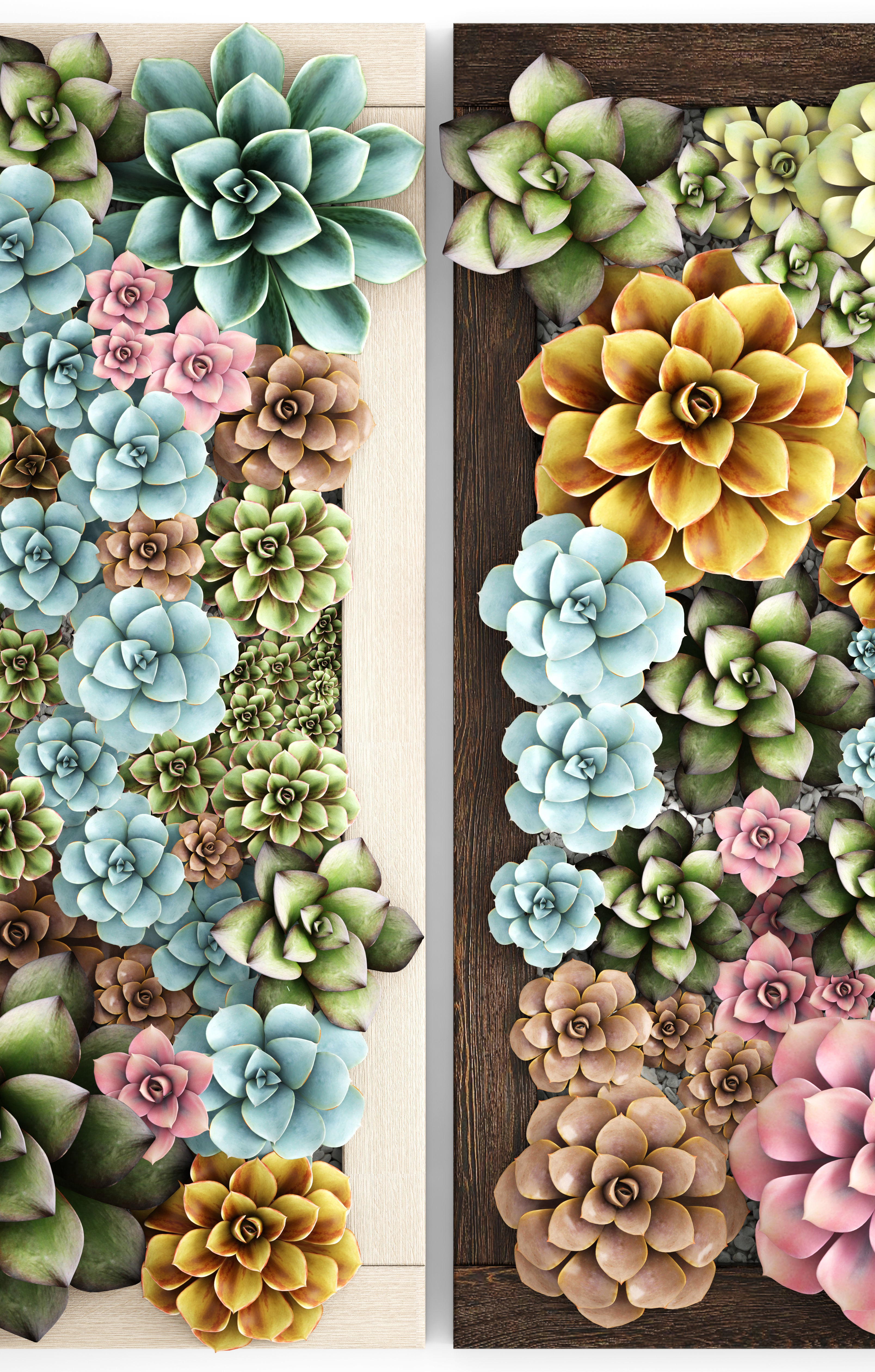 Echeveria Vertical garden 3D model_10