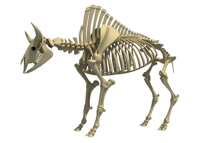 Buffalo Bison Skeleton 3D model