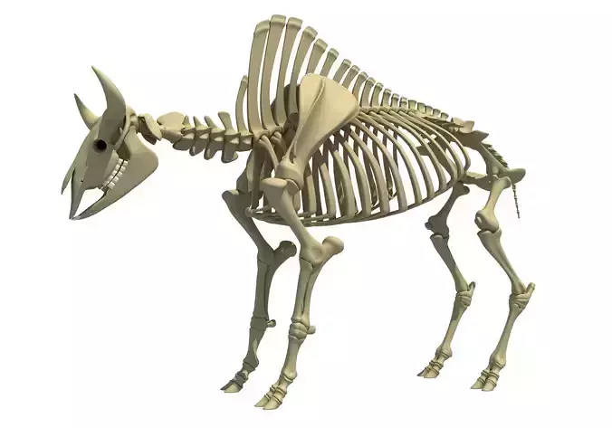 Buffalo Bison Skeleton 3D model