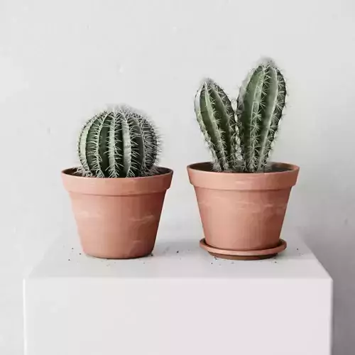 Small Cactus Set