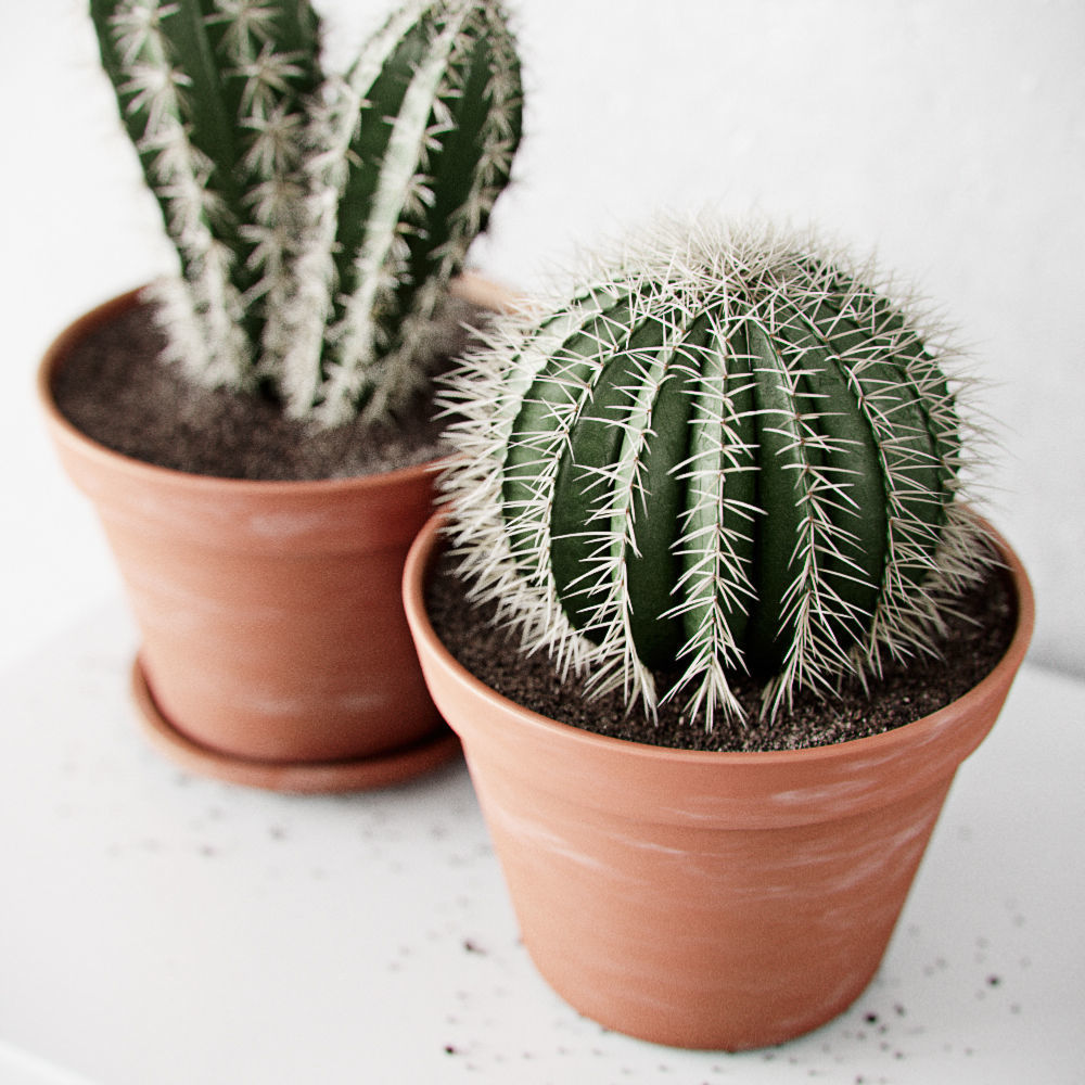 Small Cactus Set 3D model_1