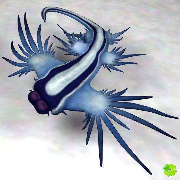 Glaucus atlanticus rigged low poly Low-poly 3D model_12