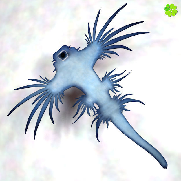Glaucus atlanticus rigged low poly Low-poly 3D model_22
