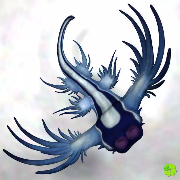 Glaucus atlanticus rigged low poly Low-poly 3D model_0