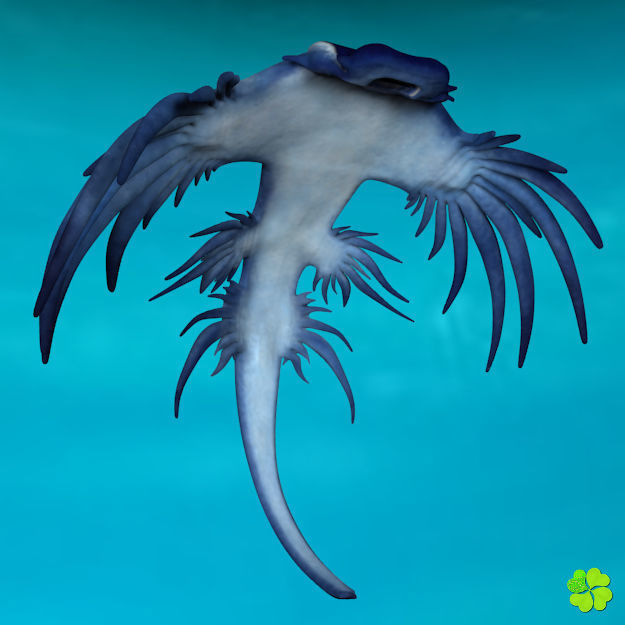 Glaucus atlanticus rigged low poly Low-poly 3D model_5