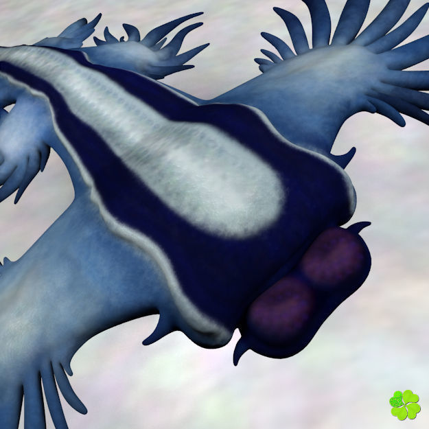 Glaucus atlanticus rigged low poly Low-poly 3D model_7