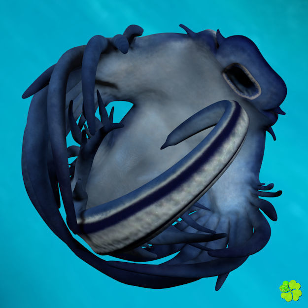 Glaucus atlanticus rigged low poly Low-poly 3D model_6