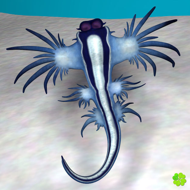 Glaucus atlanticus rigged low poly Low-poly 3D model_17