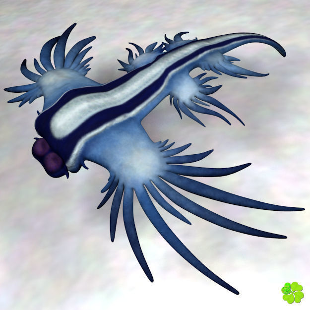 Glaucus atlanticus rigged low poly Low-poly 3D model_8