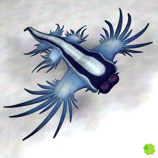 Glaucus atlanticus rigged low poly Low-poly 3D model_20