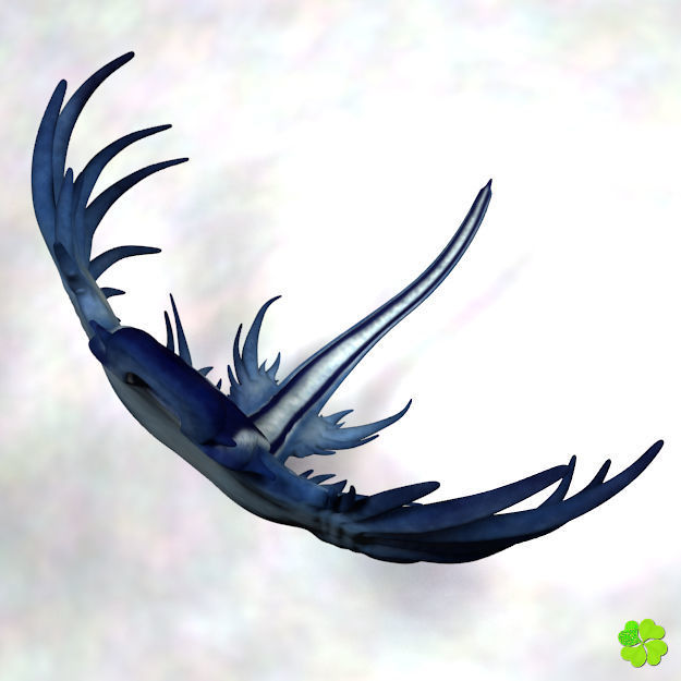 Glaucus atlanticus rigged low poly Low-poly 3D model_23