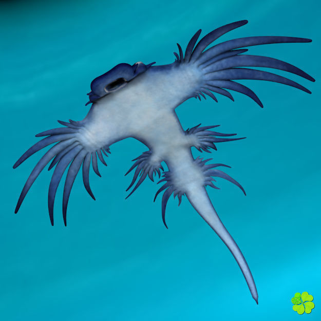 Glaucus atlanticus rigged low poly Low-poly 3D model_19