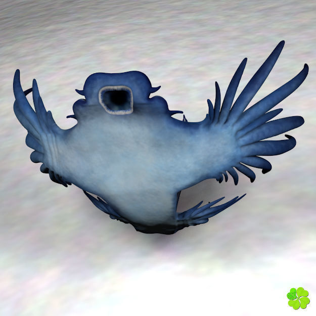 Glaucus atlanticus rigged low poly Low-poly 3D model_13