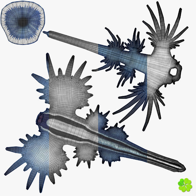 Glaucus atlanticus rigged low poly Low-poly 3D model_65