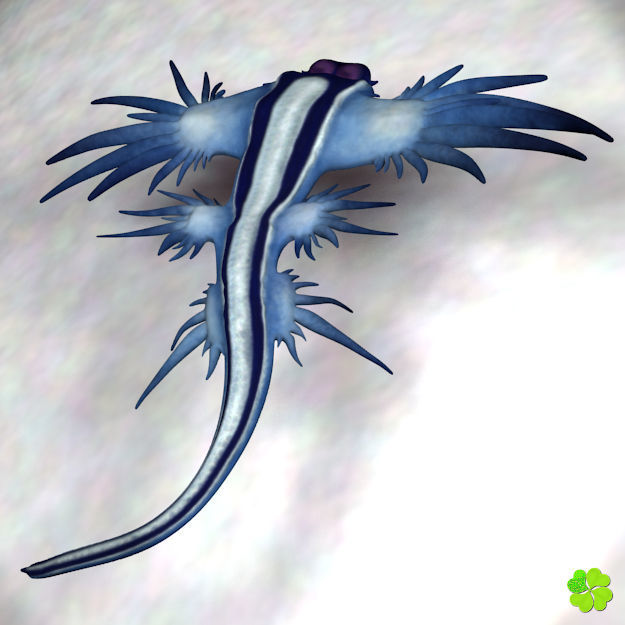 Glaucus atlanticus rigged low poly Low-poly 3D model_3