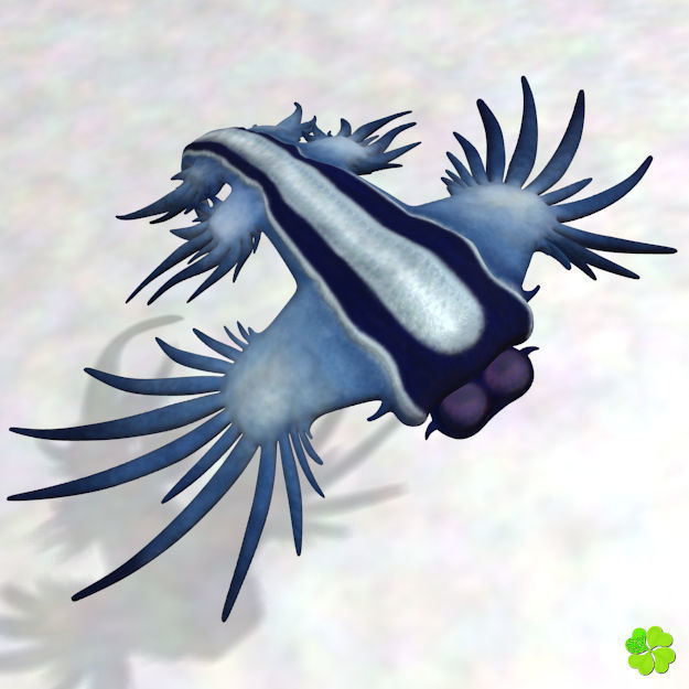 Glaucus atlanticus rigged low poly Low-poly 3D model_15