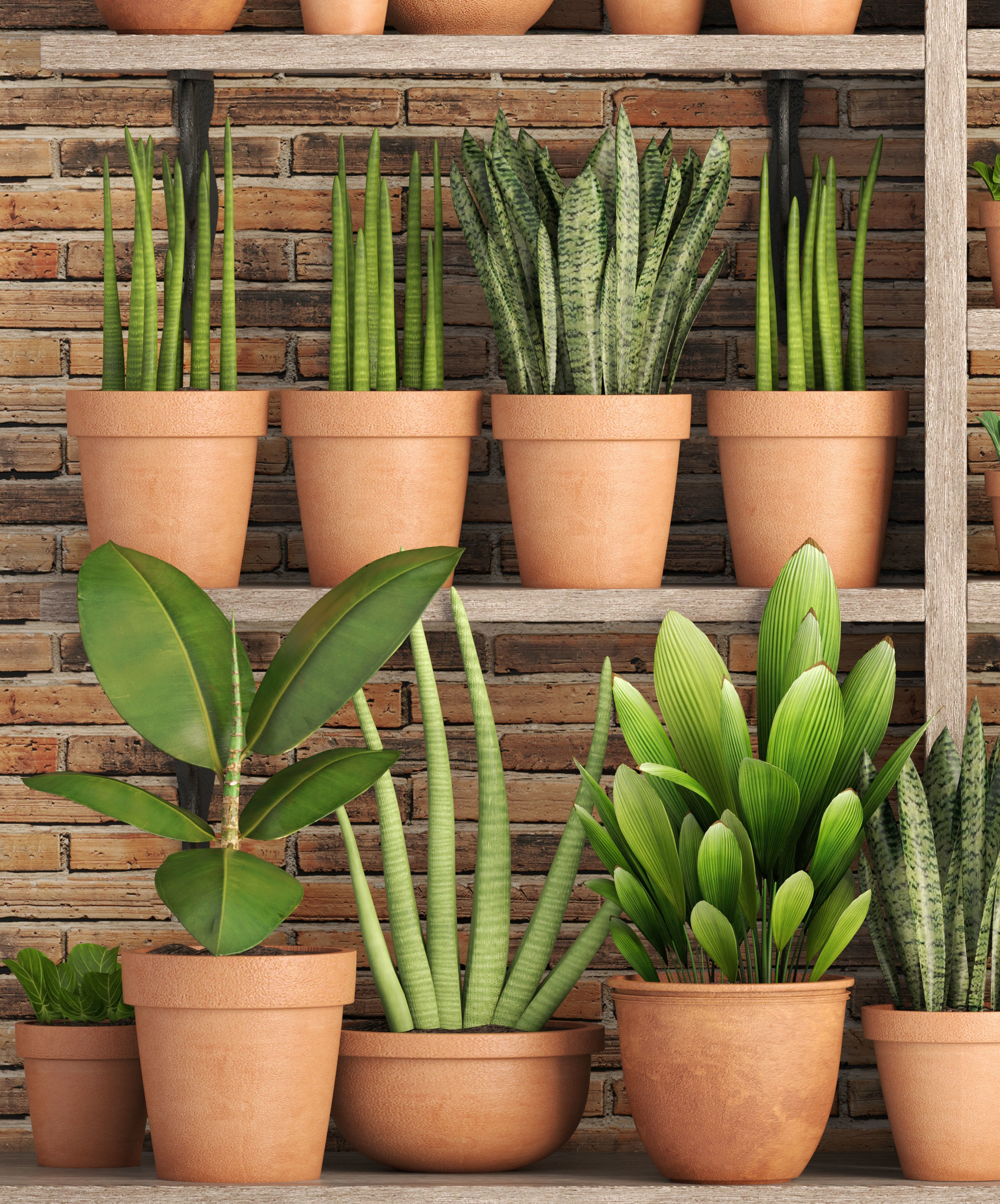 collection of plants in clay pots 3D model_6