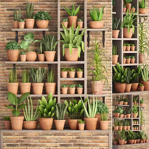 collection of plants in clay pots