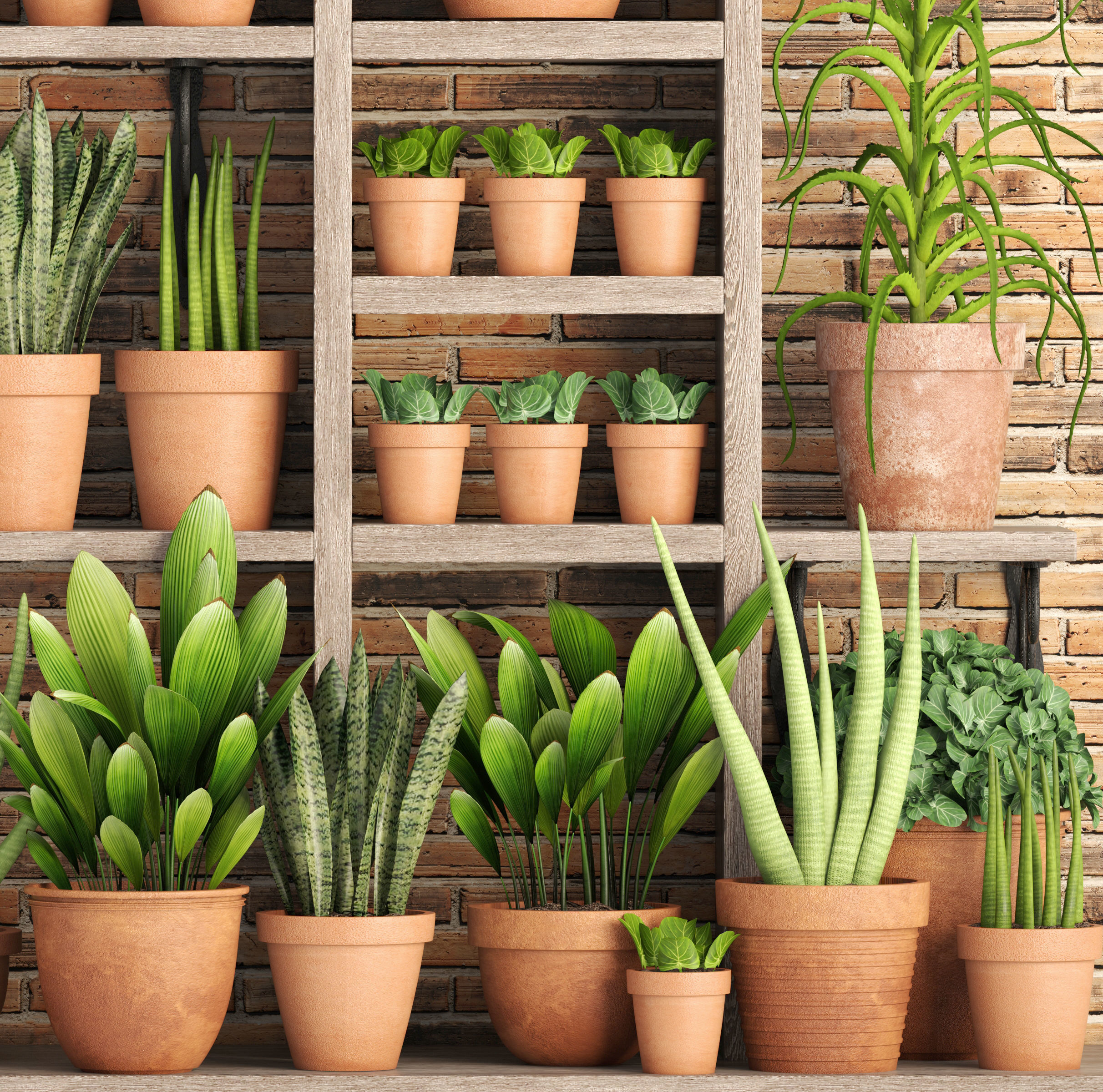 collection of plants in clay pots 3D model_4