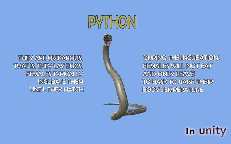 Animated Python AR VR Unity 3dsmax Low-poly 3D model_5