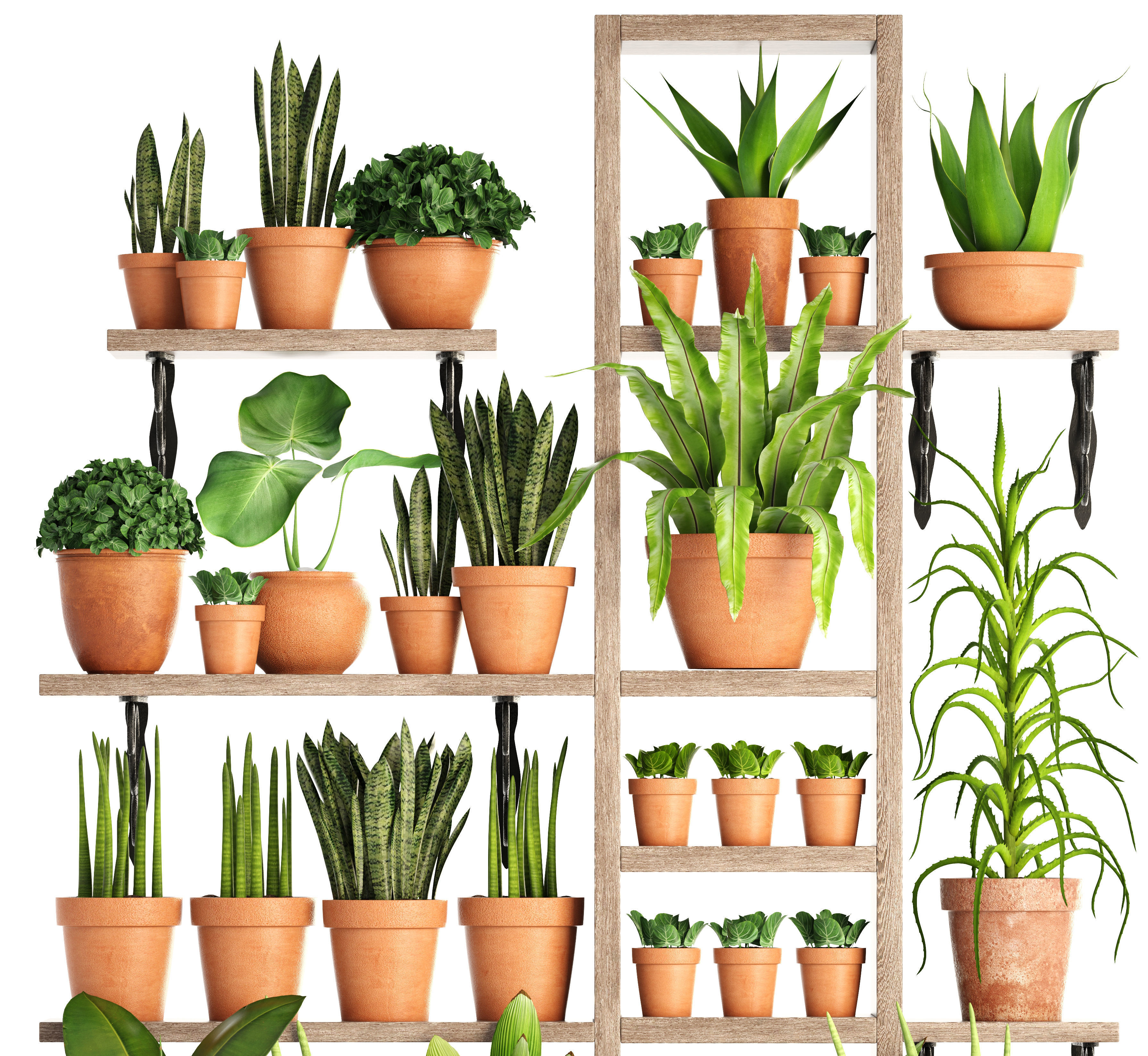 Collection of plants in clay pots 3D model_1