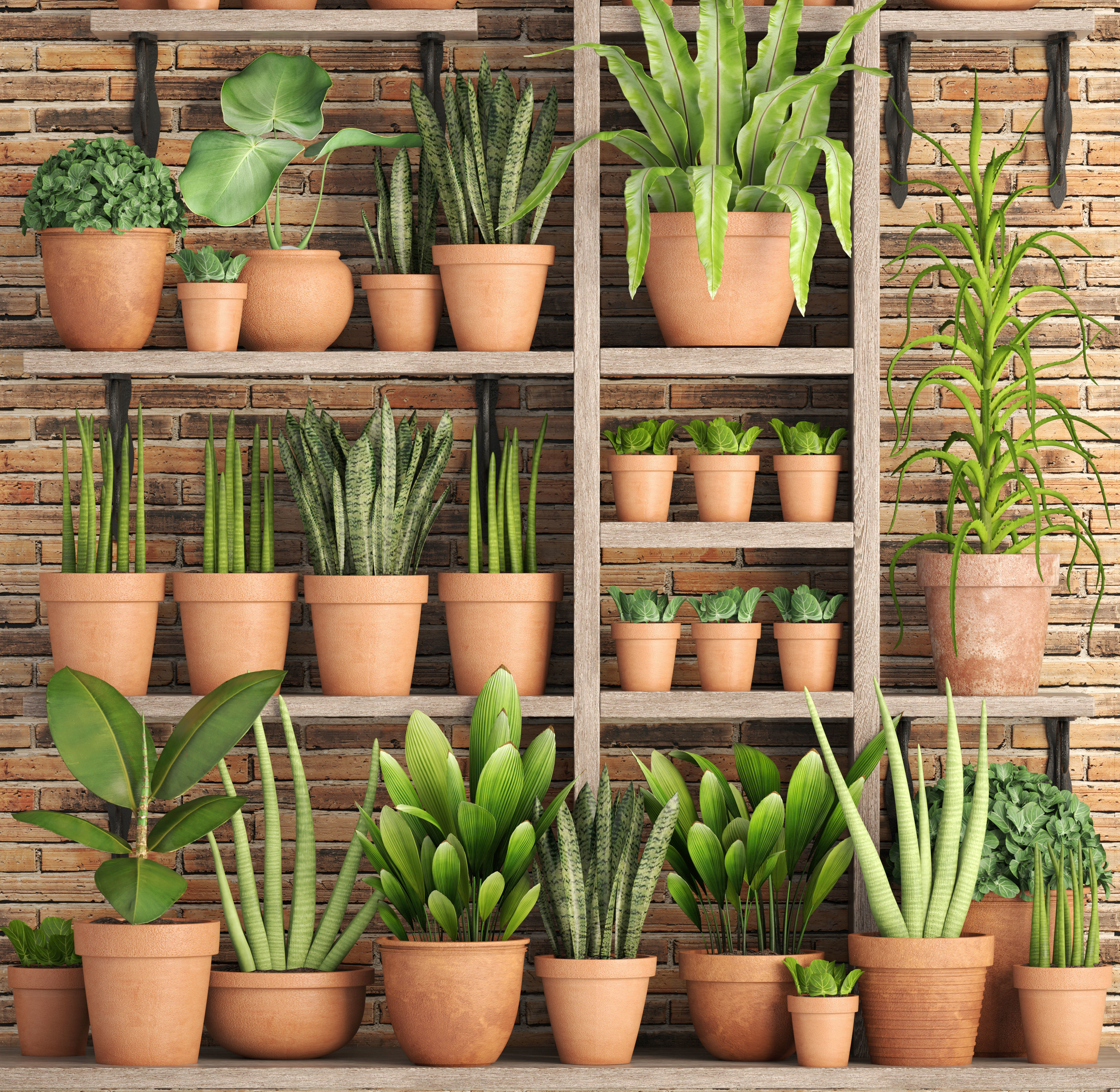 Collection of plants in clay pots 3D model_4