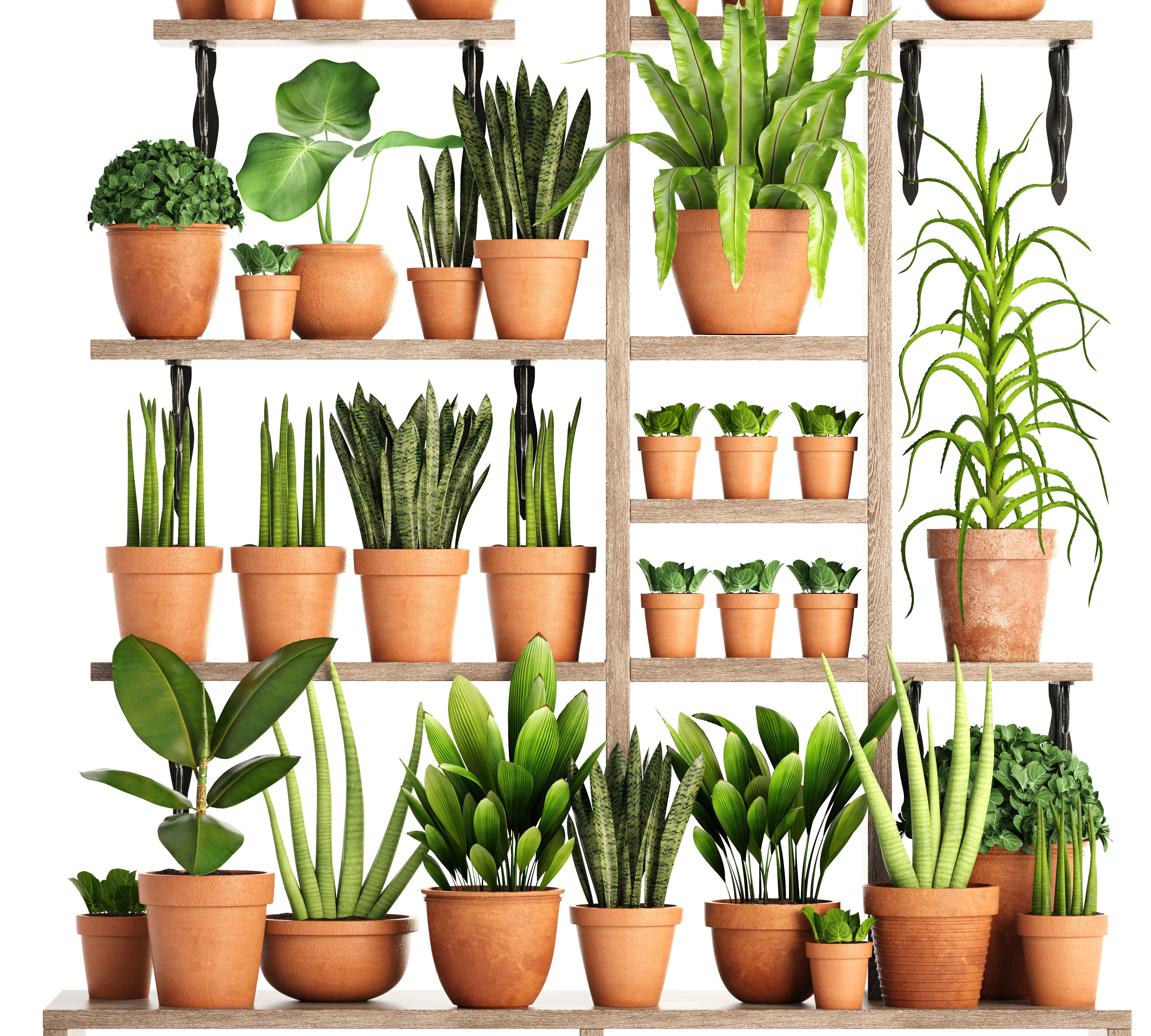 Collection of plants in clay pots 3D model_2