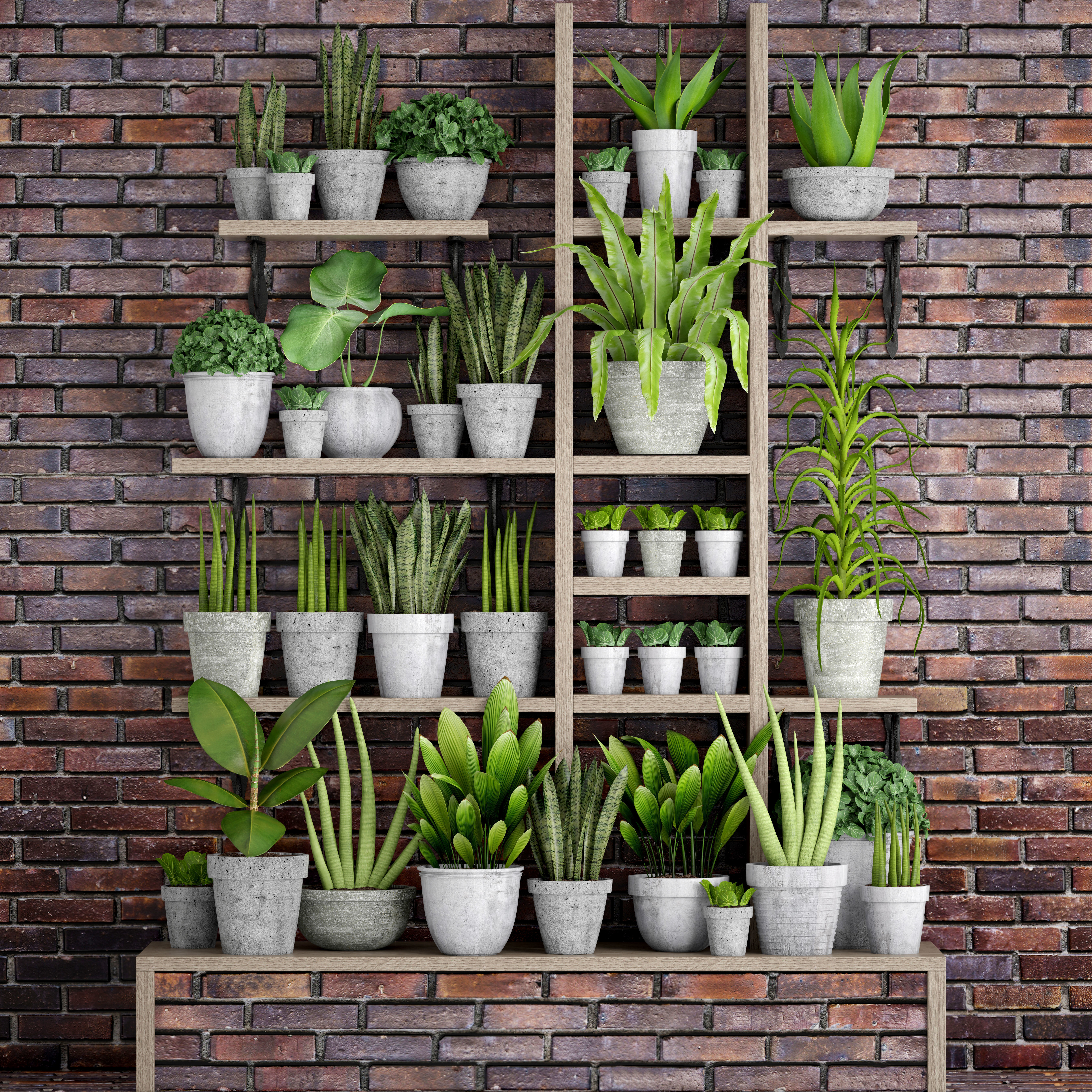 Collection of plants in concrete pots 3D model_11