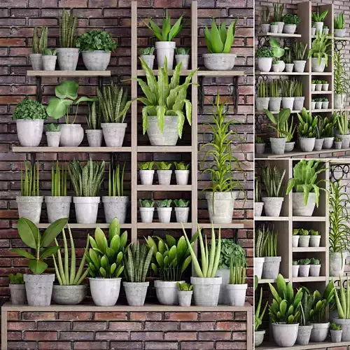 Collection of plants in concrete pots 3D model