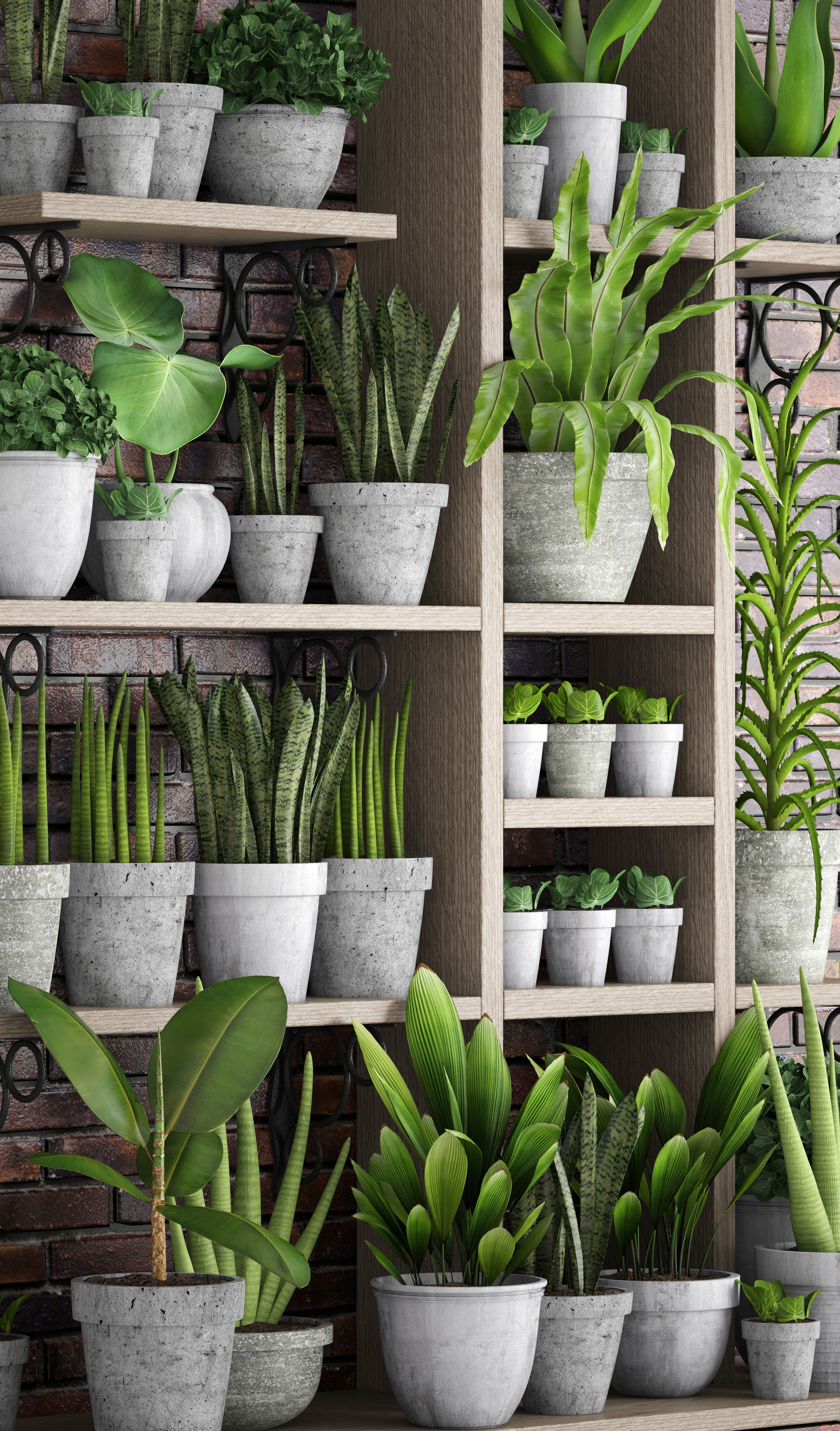 Collection of plants in concrete pots 3D model_10