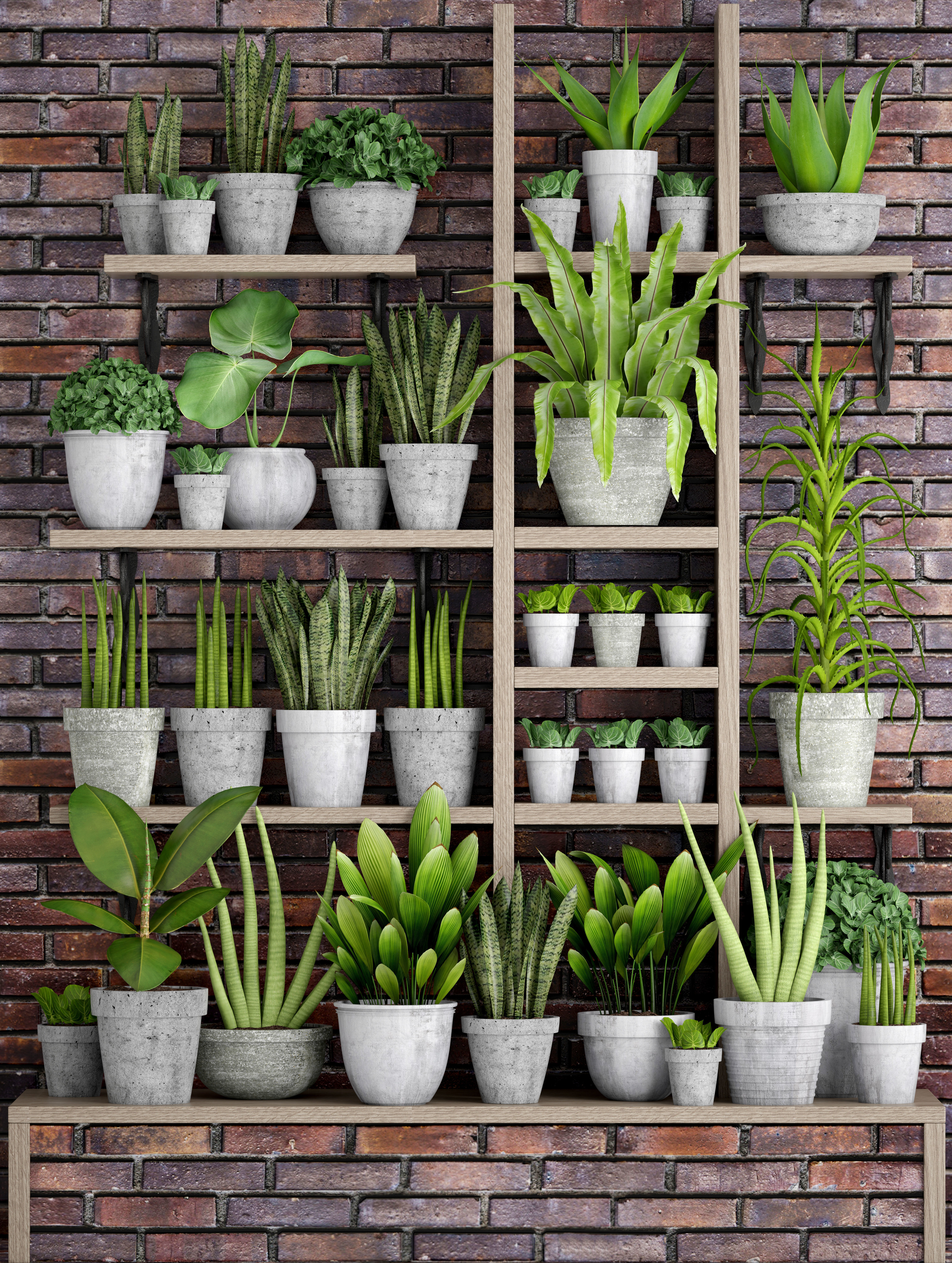 Collection of plants in concrete pots 3D model_9