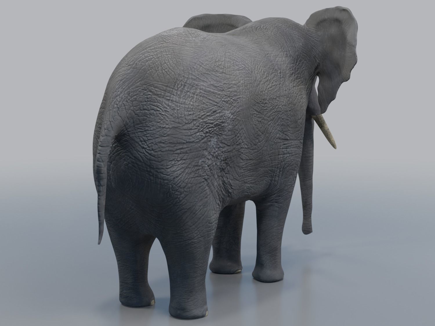 African Elephant - Loxodonta Africana Low-poly 3D model_8