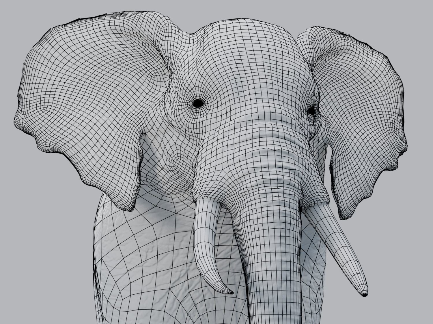 African Elephant - Loxodonta Africana Low-poly 3D model_5