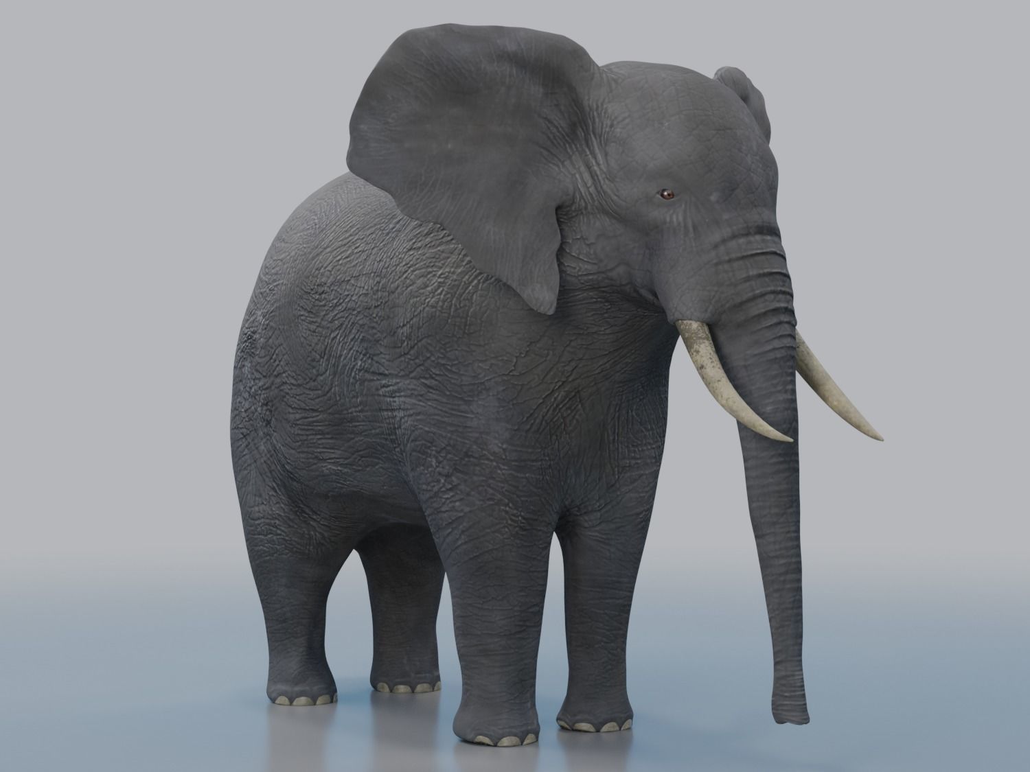 African Elephant - Loxodonta Africana Low-poly 3D model_6