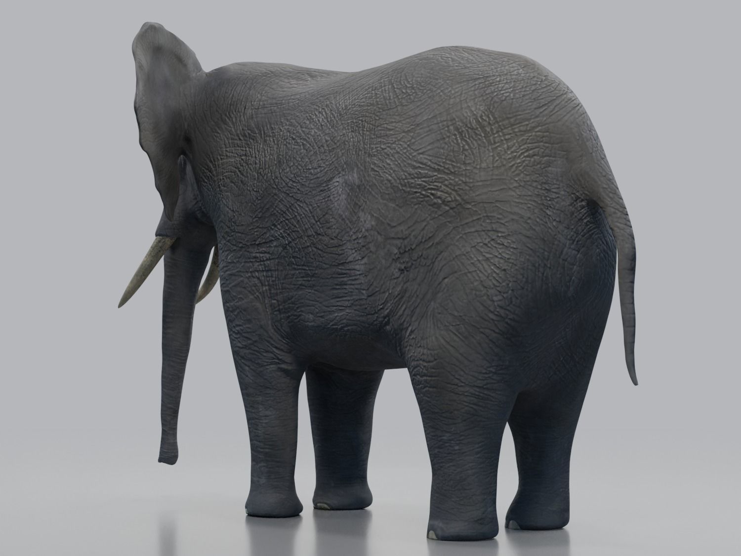 African Elephant - Loxodonta Africana Low-poly 3D model_10
