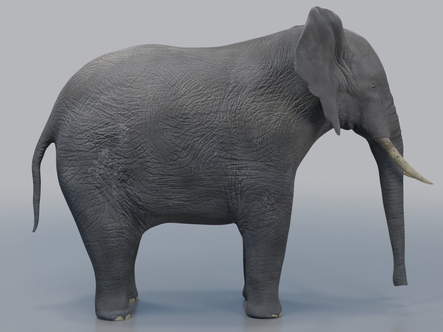 African Elephant - Loxodonta Africana Low-poly 3D model_14