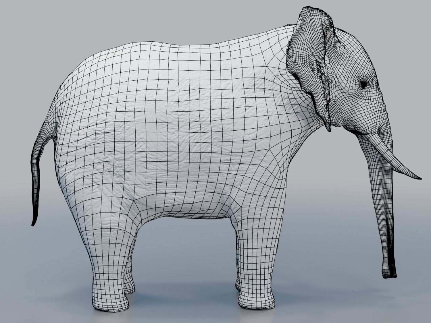 African Elephant - Loxodonta Africana Low-poly 3D model_15