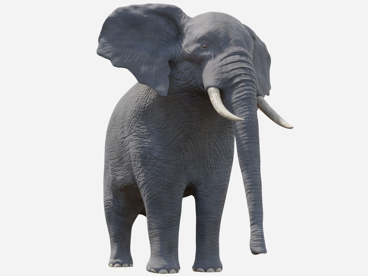 African Elephant - Loxodonta Africana Low-poly 3D model_1