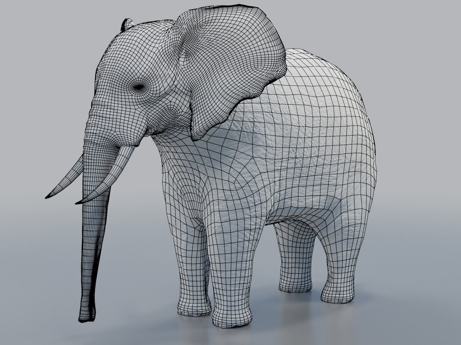 African Elephant - Loxodonta Africana Low-poly 3D model_3