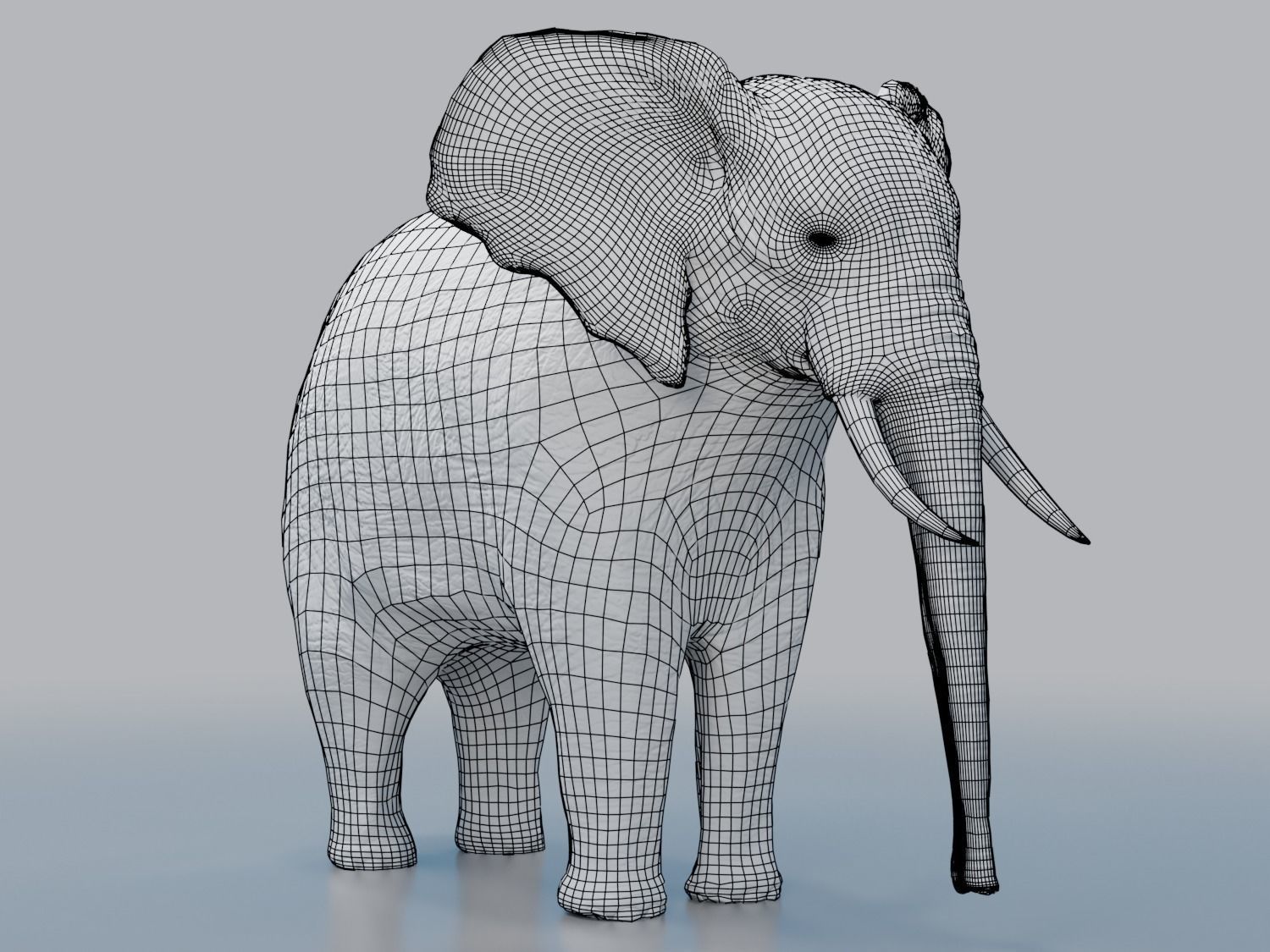 African Elephant - Loxodonta Africana Low-poly 3D model_7