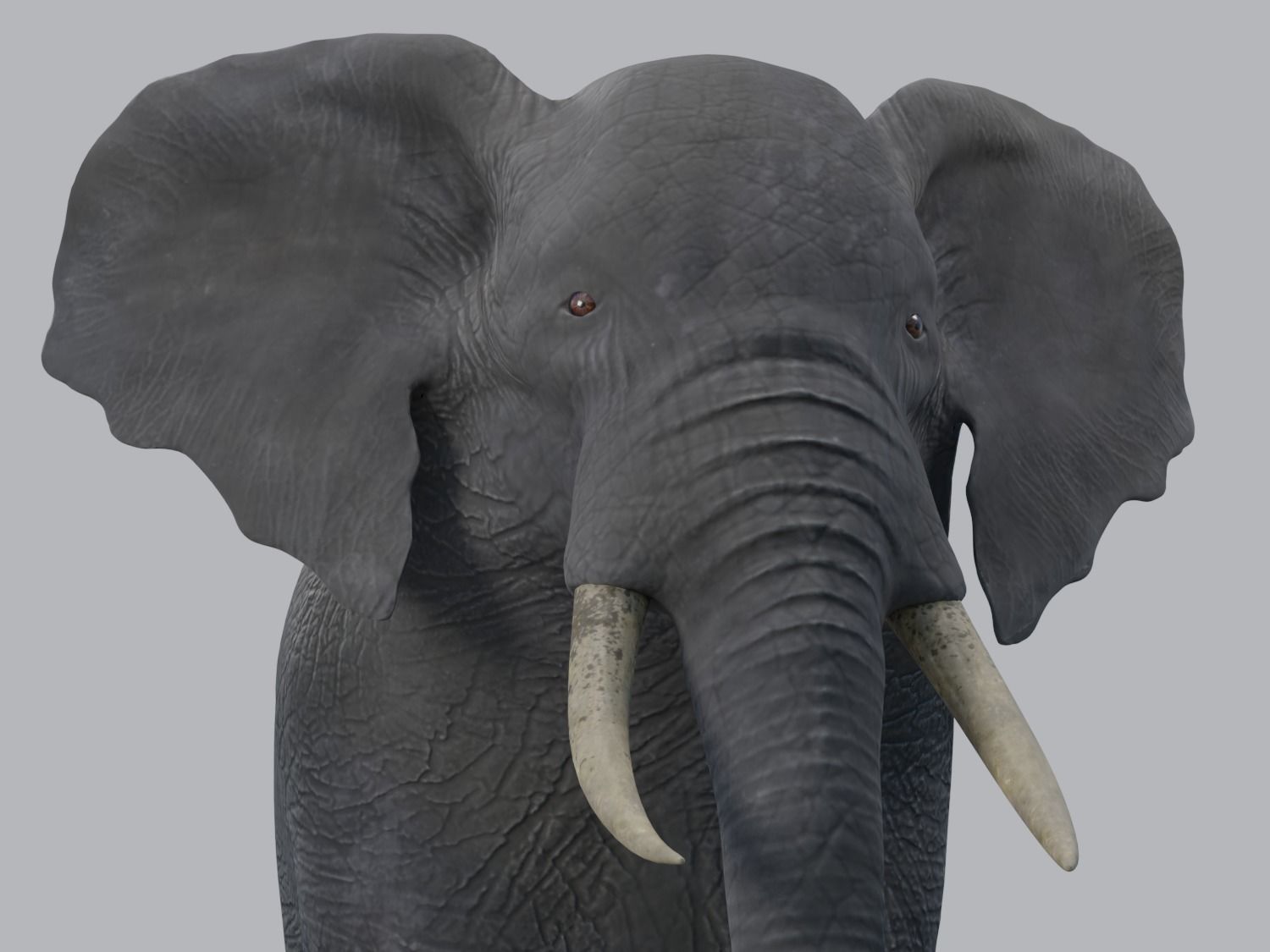 African Elephant - Loxodonta Africana Low-poly 3D model_4