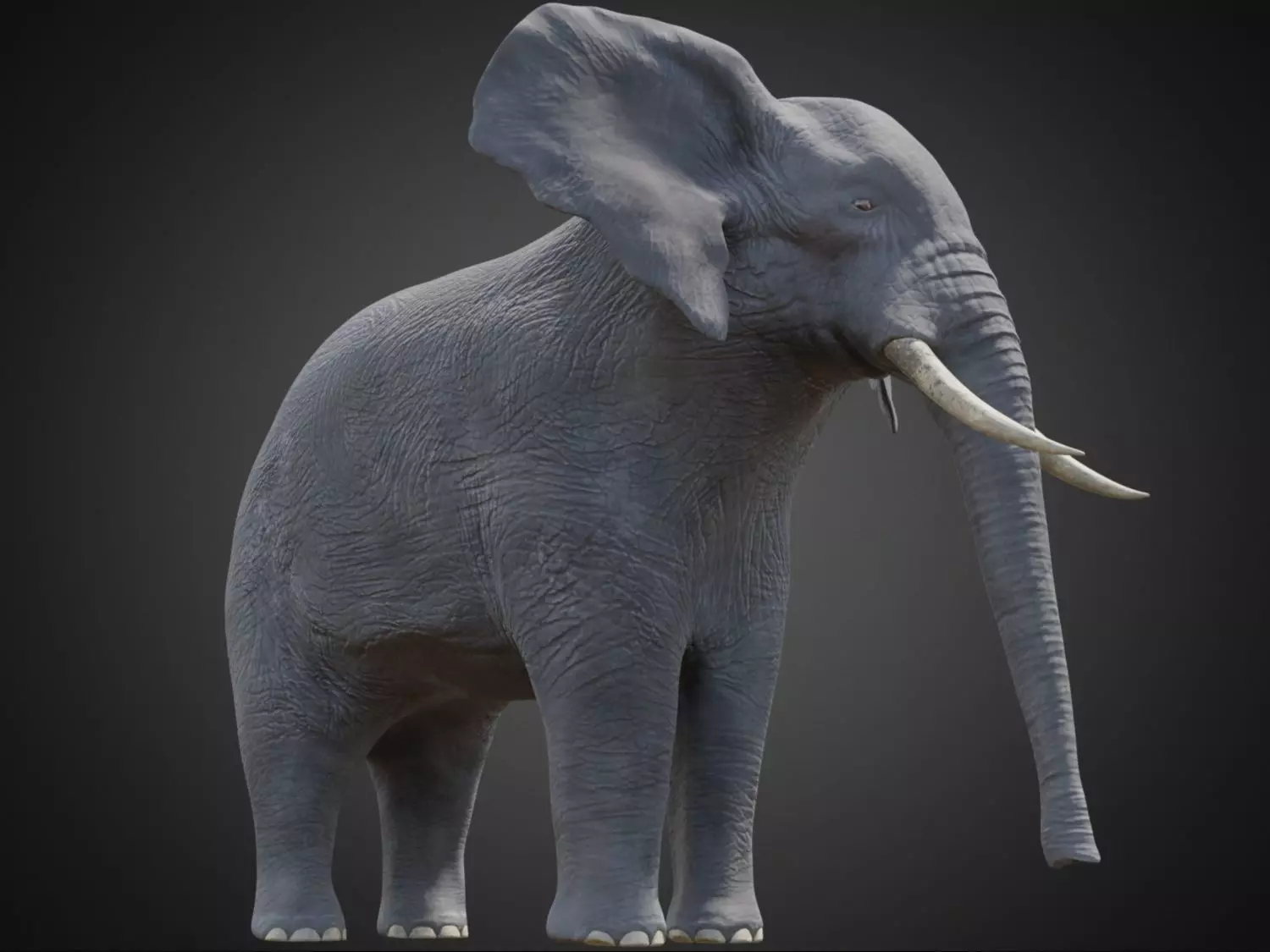 African Elephant - Loxodonta Africana Low-poly 3D model_0