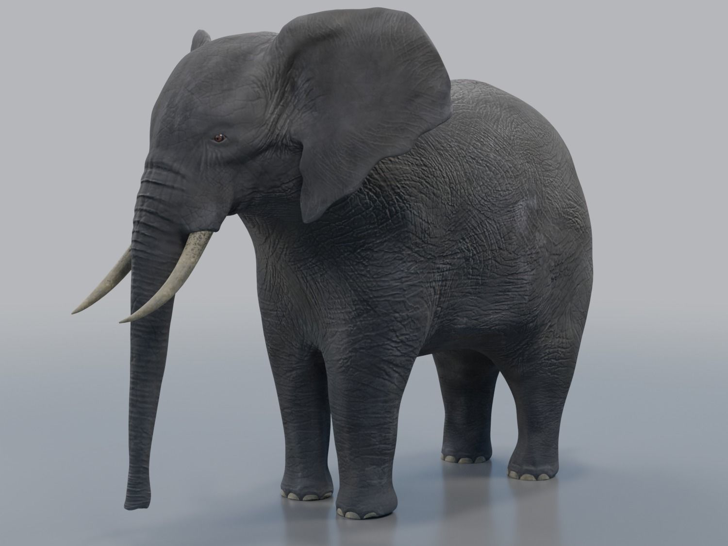 African Elephant - Loxodonta Africana Low-poly 3D model_2