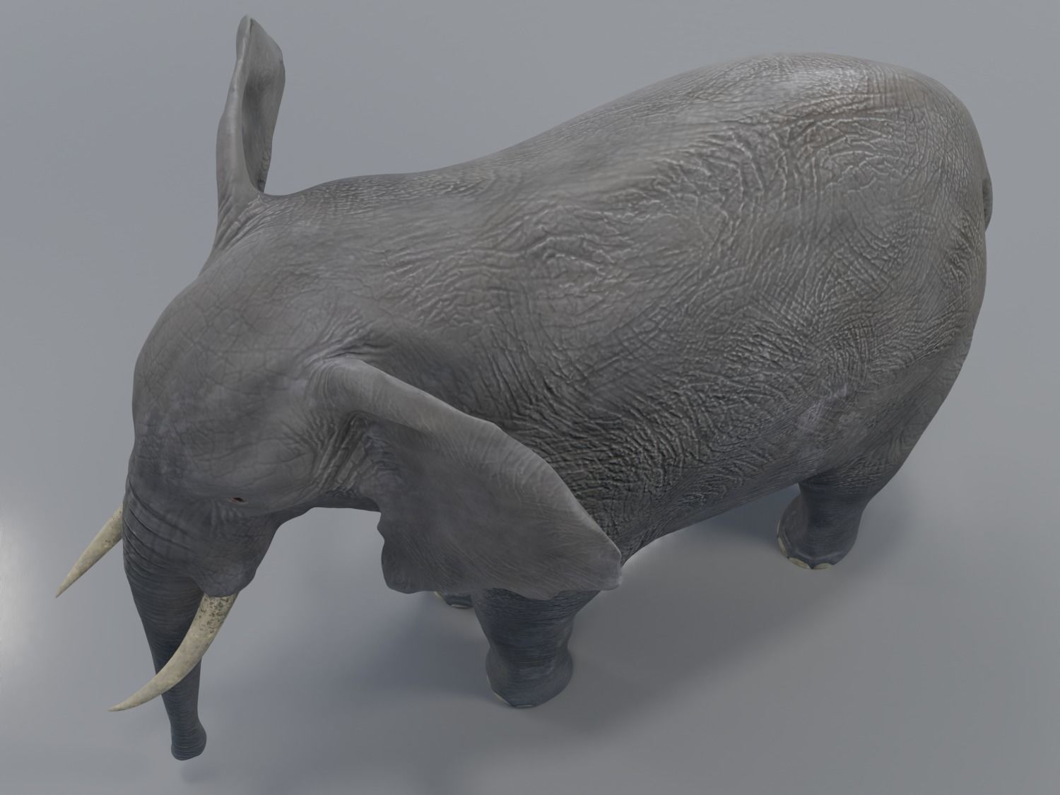 African Elephant - Loxodonta Africana Low-poly 3D model_12