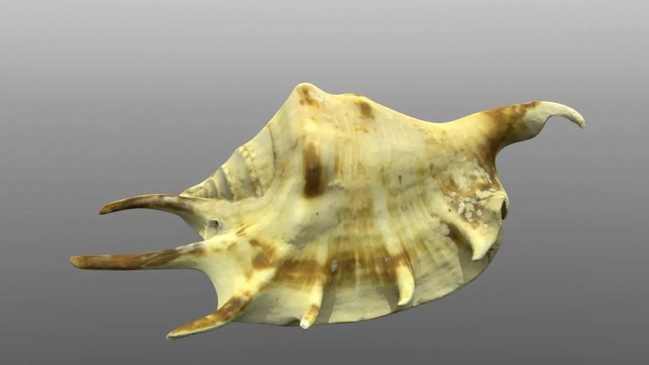Sea shell low poly 3d model Low-poly 3D model