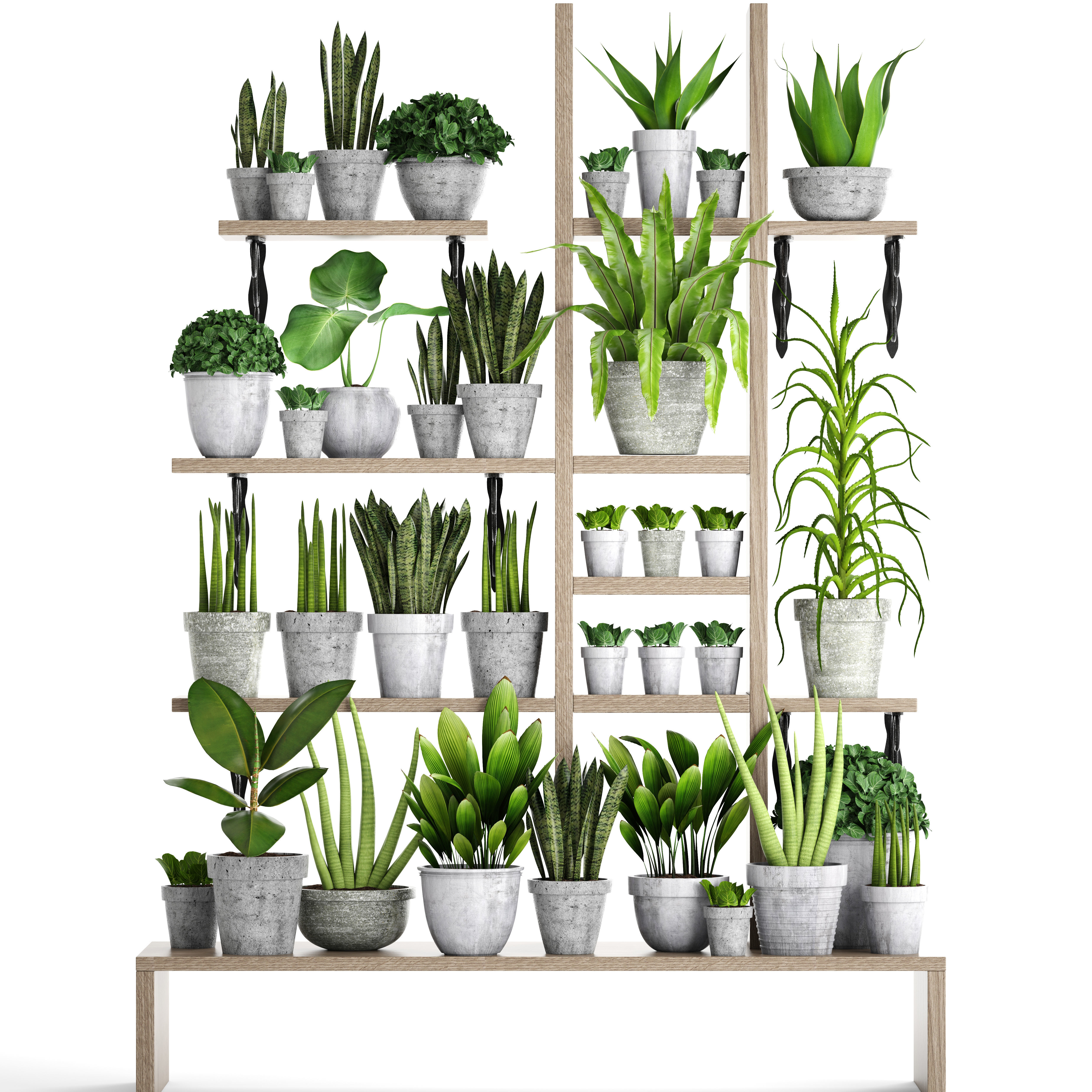 Collection of plants in concrete pots 2 3D model_3