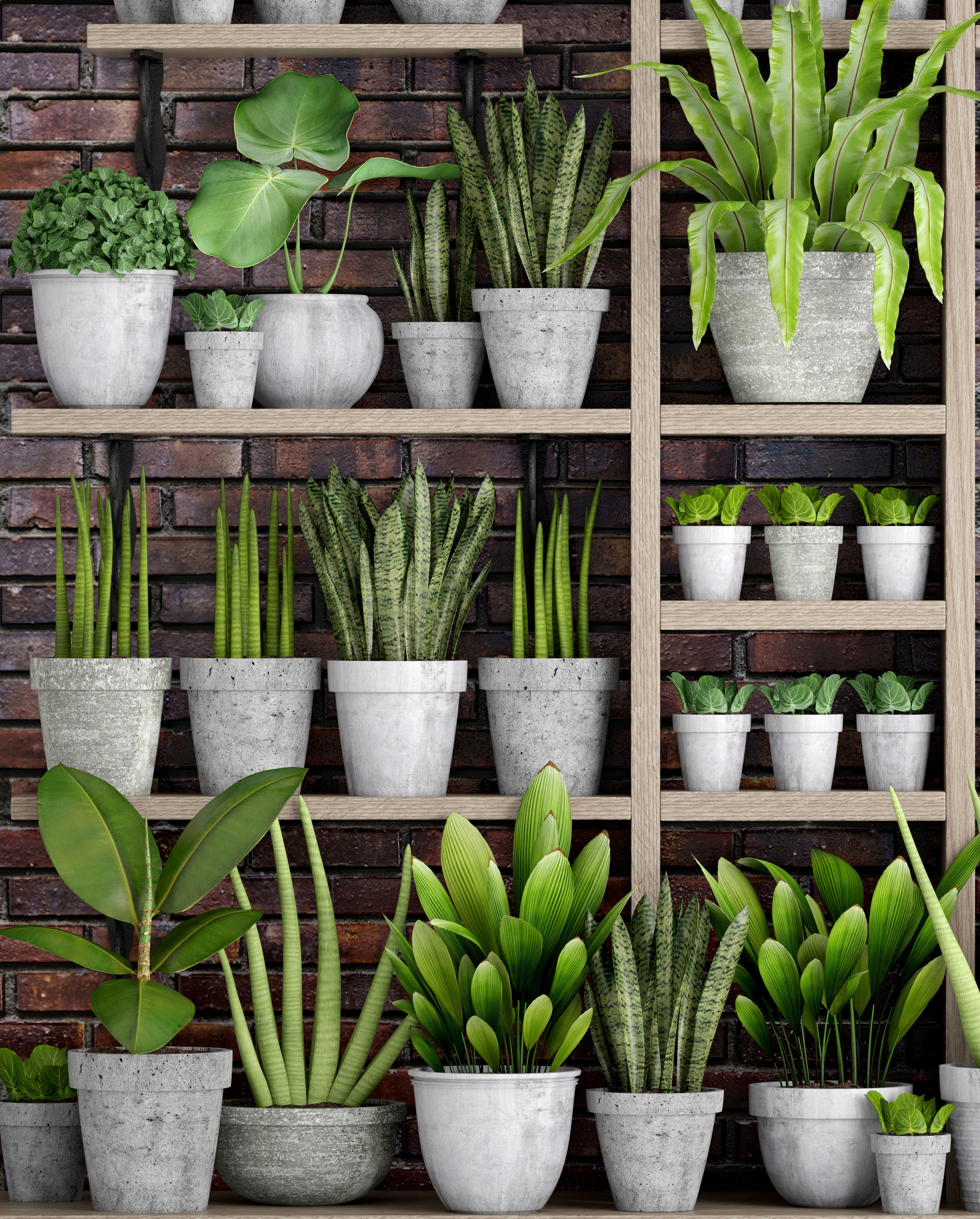 Collection of plants in concrete pots 2 3D model_14