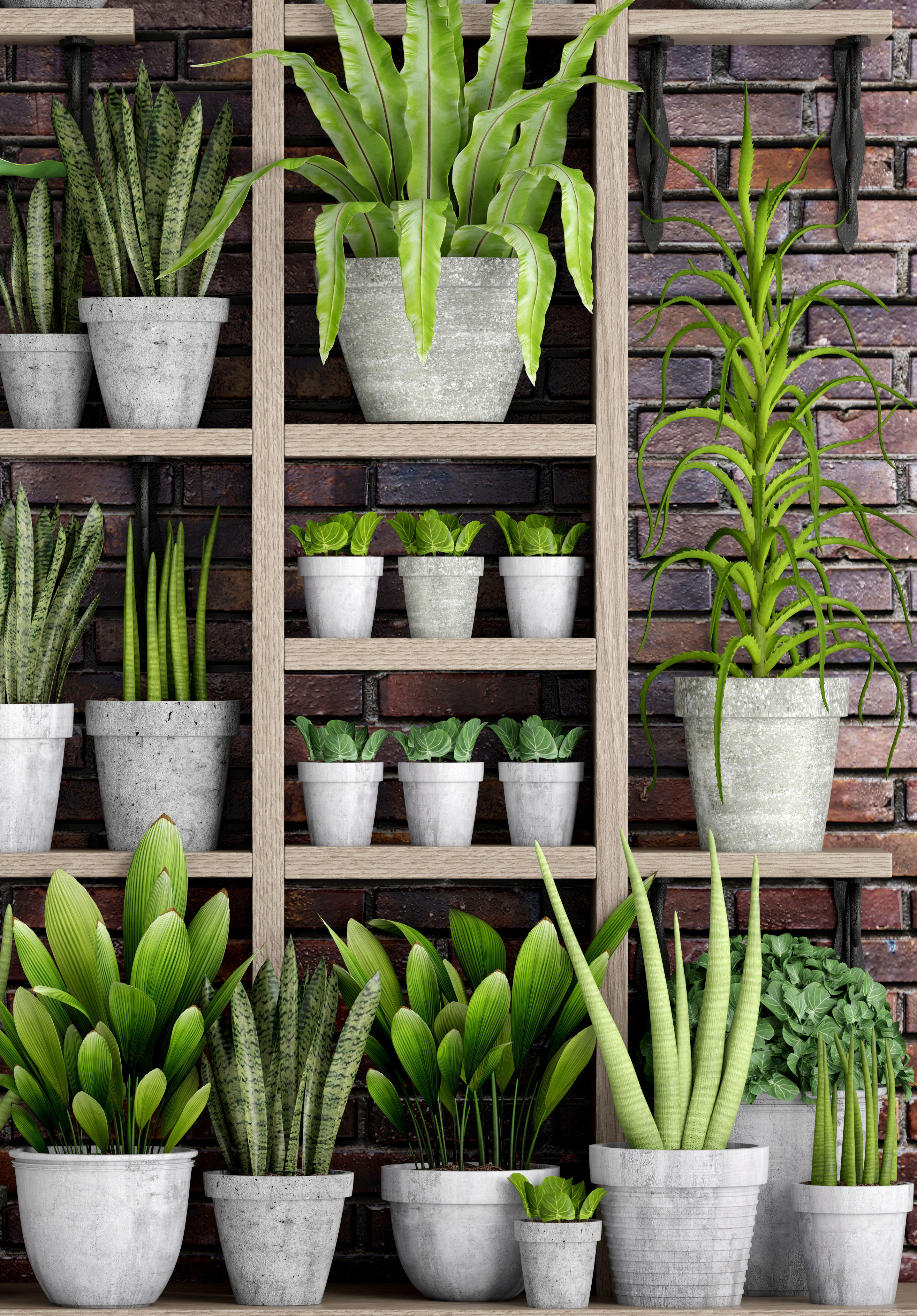 Collection of plants in concrete pots 2 3D model_15