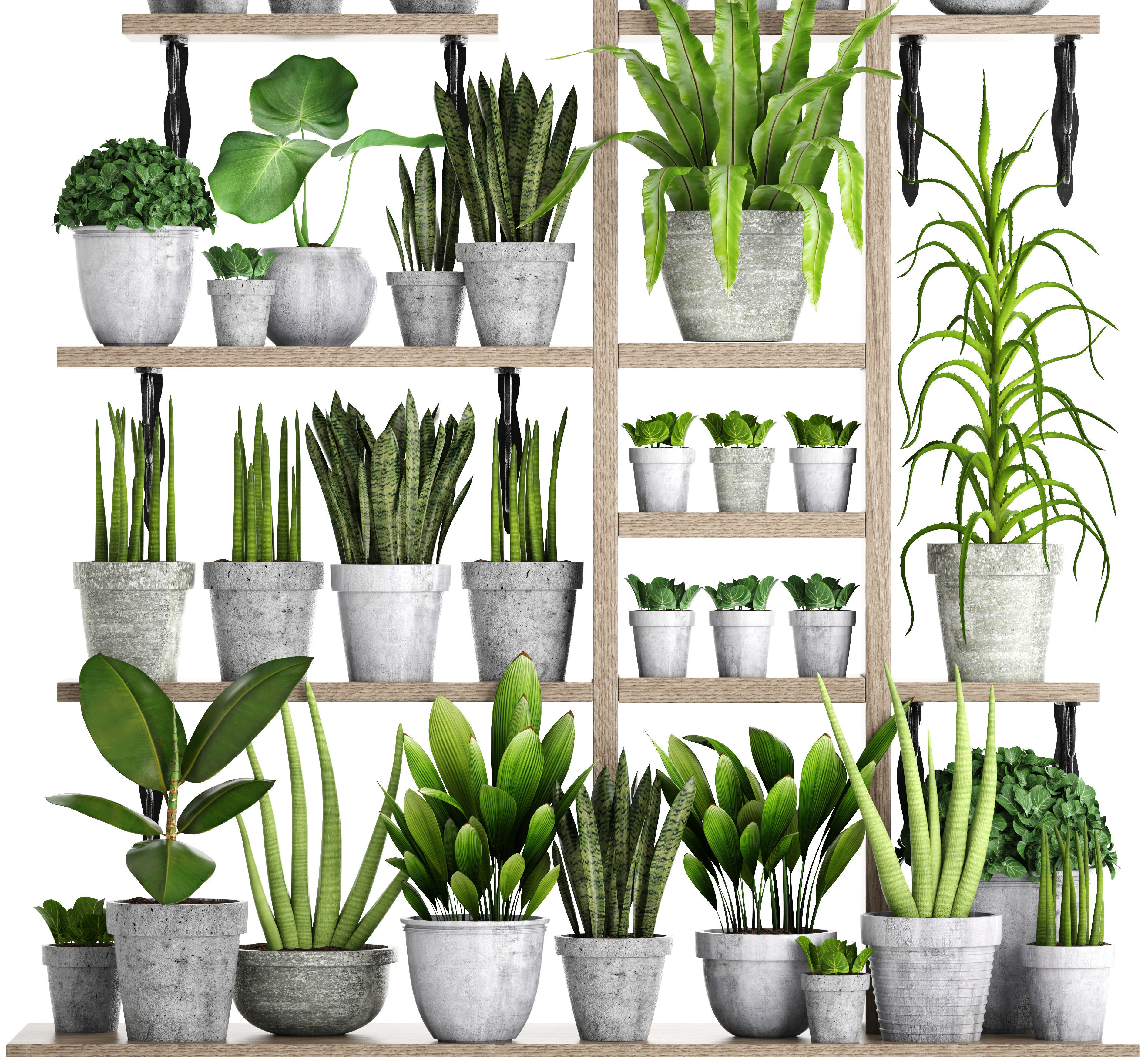 Collection of plants in concrete pots 2 3D model_4