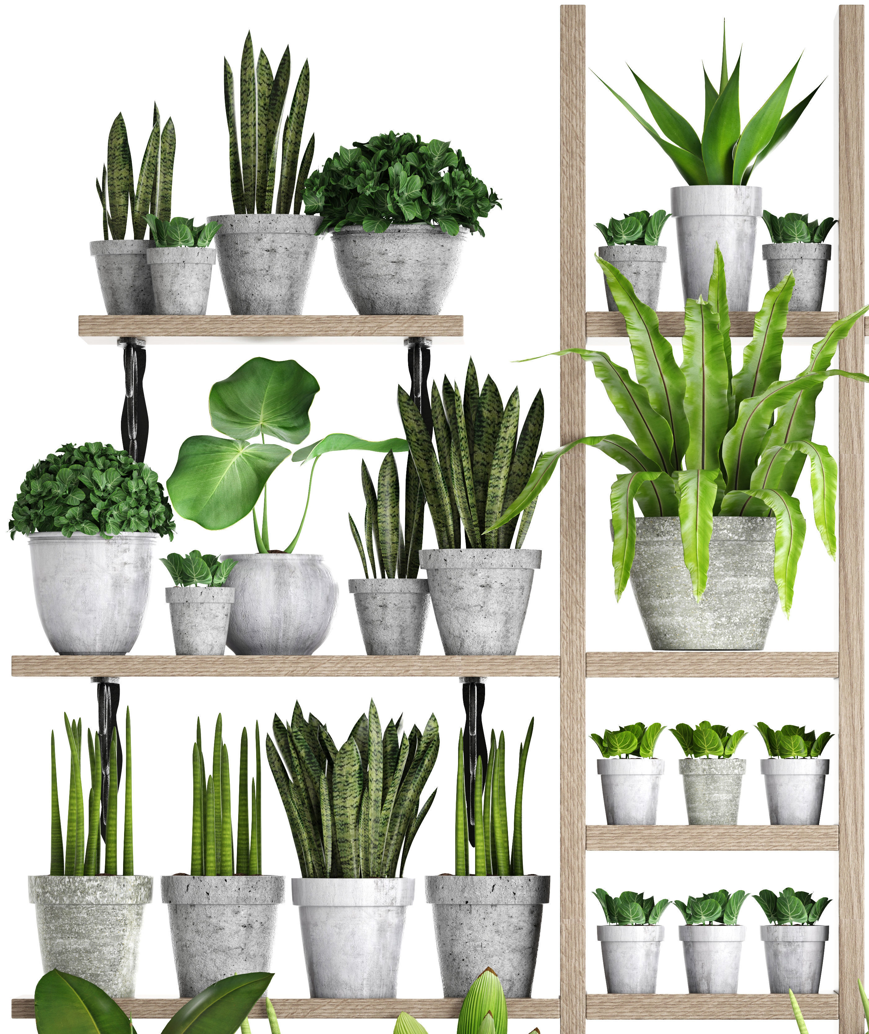 Collection of plants in concrete pots 2 3D model_5